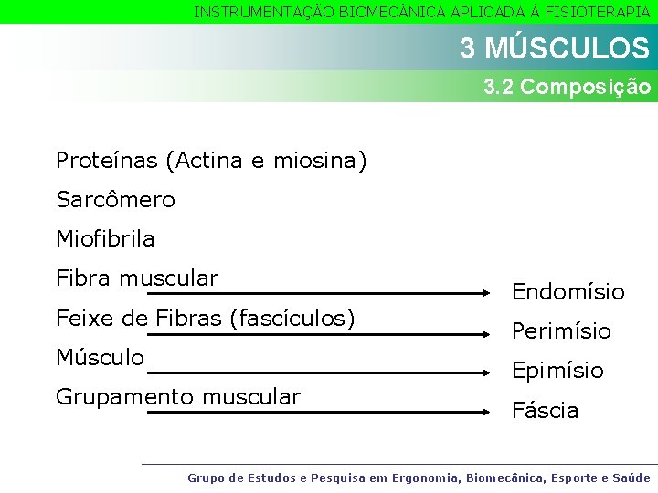 INSTRUMENTAÇÃO BIOMEC NICA APLICADA À FISIOTERAPIA 3 MÚSCULOS 3. 2 Composição Proteínas (Actina e