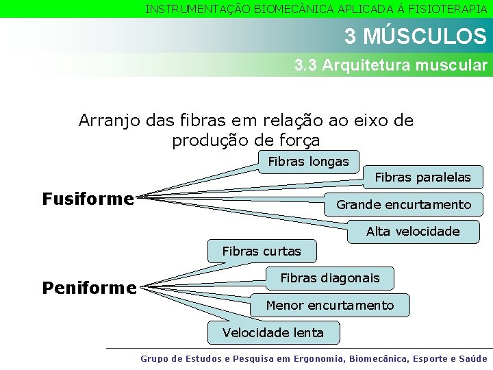 INSTRUMENTAÇÃO BIOMEC NICA APLICADA À FISIOTERAPIA 3 MÚSCULOS 3. 3 Arquitetura muscular Arranjo das