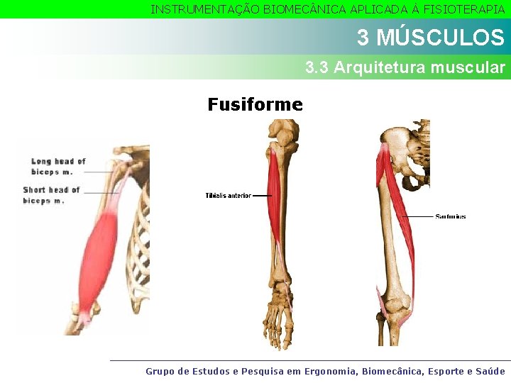 INSTRUMENTAÇÃO BIOMEC NICA APLICADA À FISIOTERAPIA 3 MÚSCULOS 3. 3 Arquitetura muscular Fusiforme Grupo