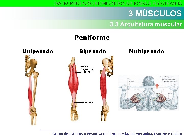 INSTRUMENTAÇÃO BIOMEC NICA APLICADA À FISIOTERAPIA 3 MÚSCULOS 3. 3 Arquitetura muscular Peniforme Unipenado