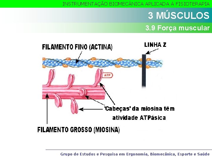 INSTRUMENTAÇÃO BIOMEC NICA APLICADA À FISIOTERAPIA 3 MÚSCULOS 3. 9 Força muscular Grupo de