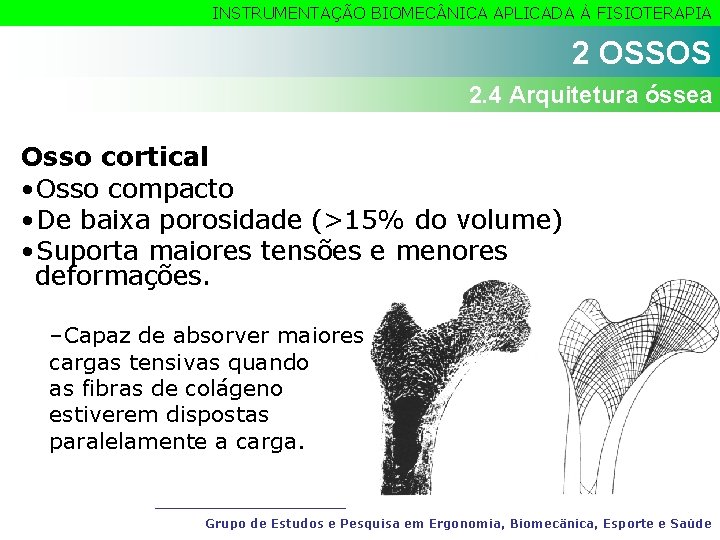 INSTRUMENTAÇÃO BIOMEC NICA APLICADA À FISIOTERAPIA 2 OSSOS 2. 4 Arquitetura óssea Osso cortical
