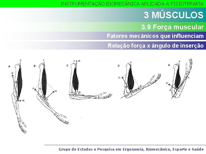 INSTRUMENTAÇÃO BIOMEC NICA APLICADA À FISIOTERAPIA 3 MÚSCULOS 3. 9 Força muscular Fatores mecânicos