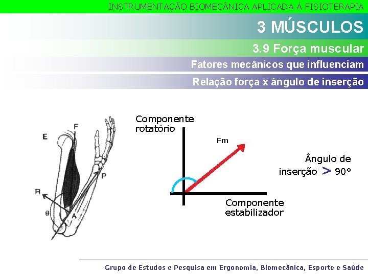 INSTRUMENTAÇÃO BIOMEC NICA APLICADA À FISIOTERAPIA 3 MÚSCULOS 3. 9 Força muscular Fatores mecânicos
