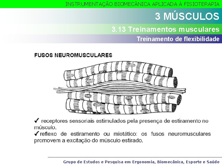 INSTRUMENTAÇÃO BIOMEC NICA APLICADA À FISIOTERAPIA 3 MÚSCULOS 3. 13 Treinamentos musculares Treinamento de