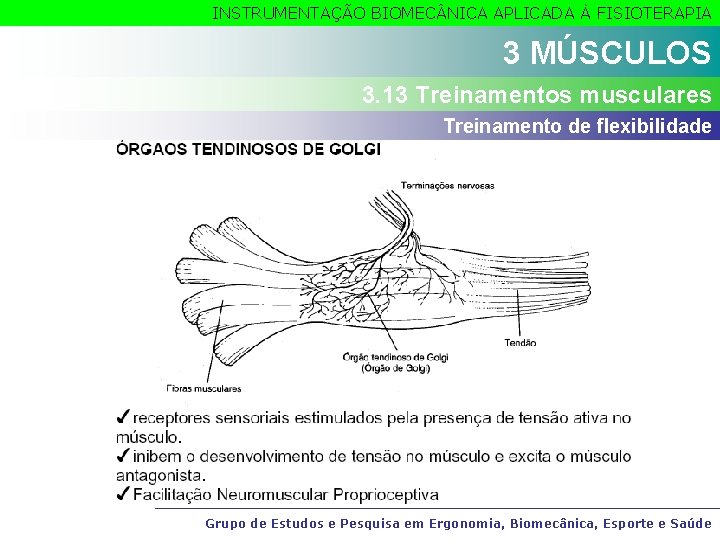 INSTRUMENTAÇÃO BIOMEC NICA APLICADA À FISIOTERAPIA 3 MÚSCULOS 3. 13 Treinamentos musculares Treinamento de