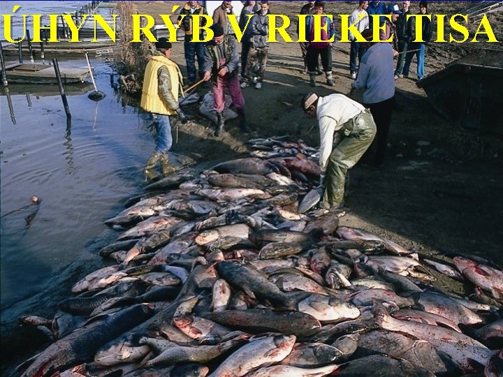 ÚHYN RÝB V RIEKE TISA 