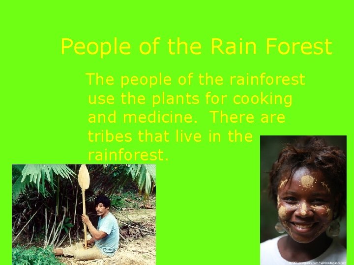 People of the Rain Forest The people of the rainforest use the plants for