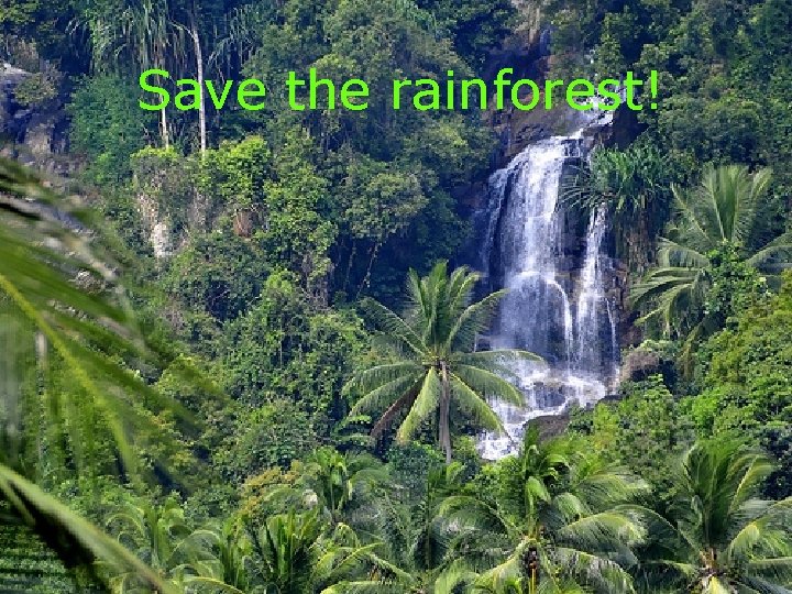 Save the rainforest! 