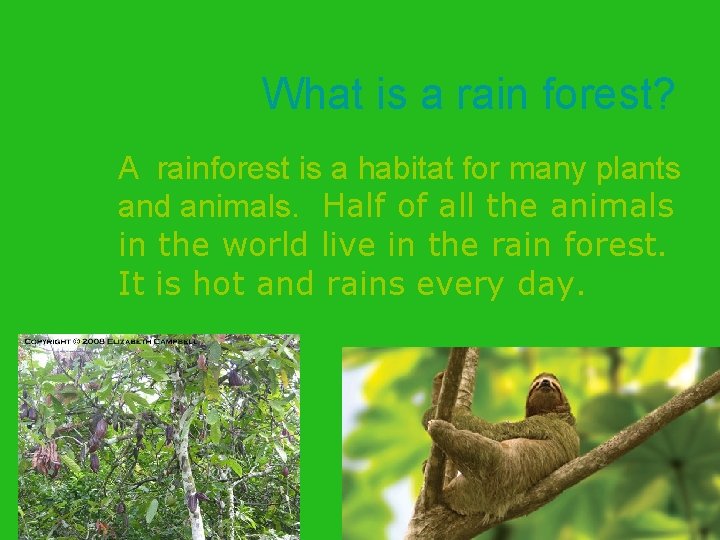What is a rain forest? A rainforest is a habitat for many plants and