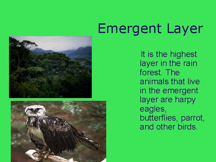 Emergent Layer It is the highest layer in the rain forest. The animals that