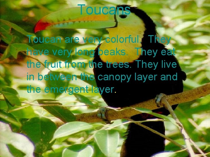 Toucans Toucan are very colorful. They have very long beaks. They eat the fruit