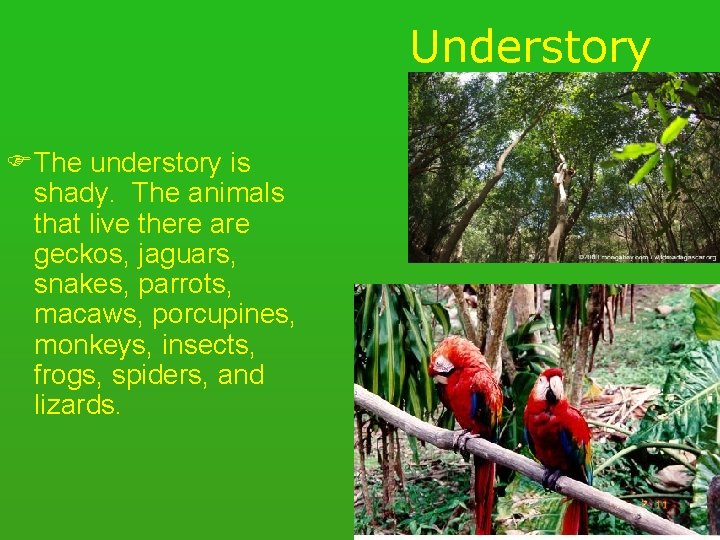 Understory FThe understory is shady. The animals that live there are geckos, jaguars, snakes,