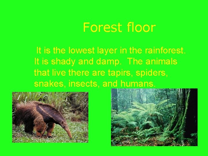 Forest floor It is the lowest layer in the rainforest. It is shady and