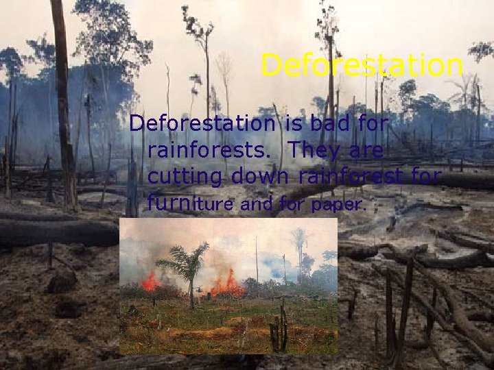 Deforestation is bad for rainforests. They are cutting down rainforest for furniture and for