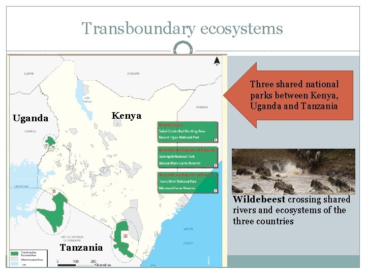 Transboundary ecosystems Kenya Uganda Three shared national parks between Kenya, Uganda and Tanzania Wildebeest