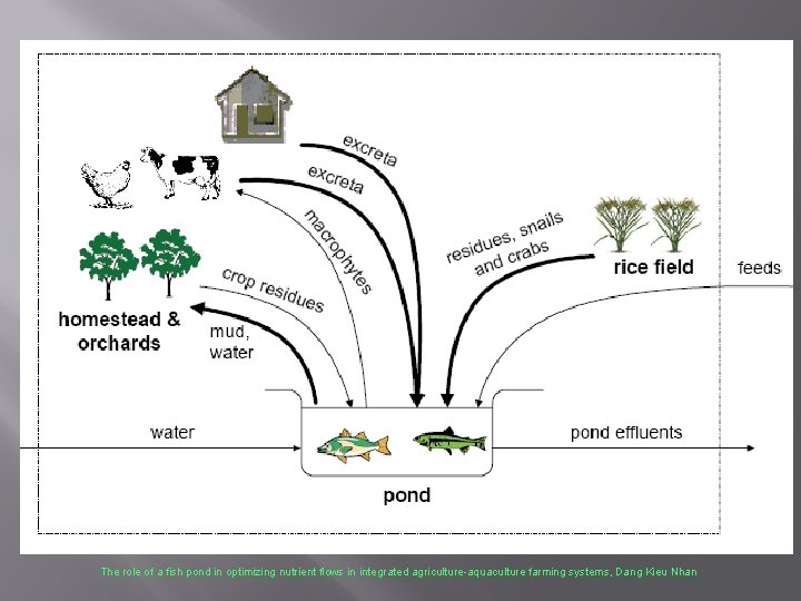 The role of a fish pond in optimizing nutrient flows in integrated agriculture-aquaculture farming