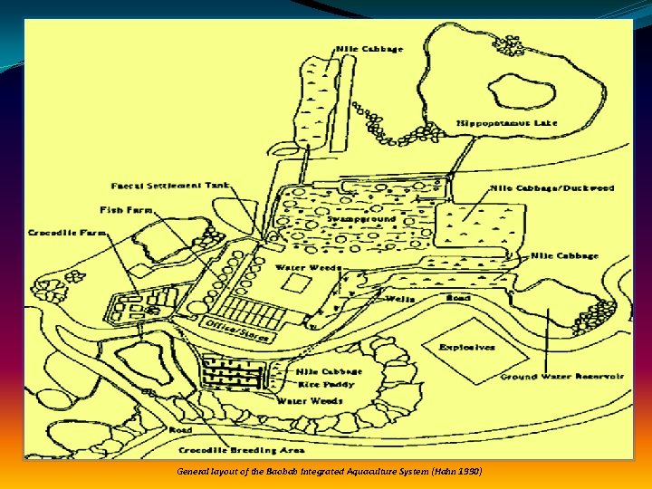 General layout of the Baobab Integrated Aquaculture System (Hahn 1990) 