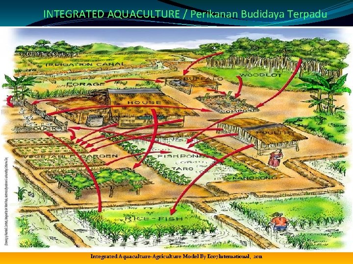 INTEGRATED AQUACULTURE / Perikanan Budidaya Terpadu Integrated Aquaculture-Agriculture Model By Eco 7 International, 2011