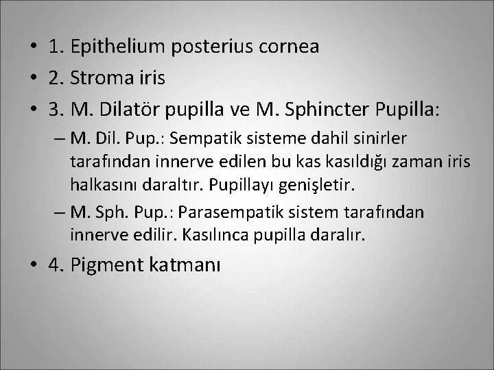  • 1. Epithelium posterius cornea • 2. Stroma iris • 3. M. Dilatör