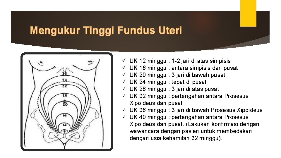 Mengukur Tinggi Fundus Uteri ü ü ü UK 12 minggu : 1 -2 jari Mengukur Tinggi Fundus Uteri ü ü ü UK 12 minggu : 1 -2 jari