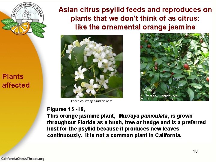 Asian citrus psyllid feeds and reproduces on plants that we don’t think of as