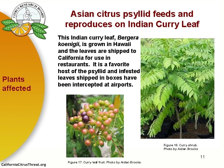Asian citrus psyllid feeds and reproduces on Indian Curry Leaf Plants affected This Indian
