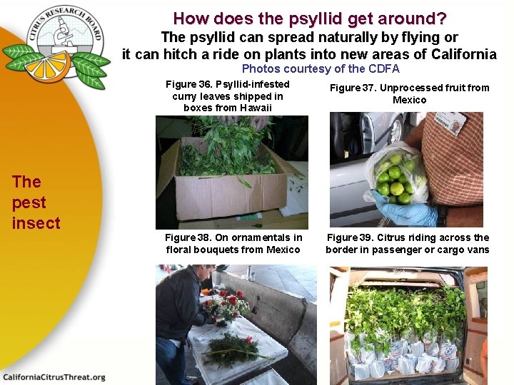 How does the psyllid get around? The psyllid can spread naturally by flying or