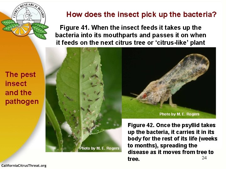 How does the insect pick up the bacteria? Figure 41. When the insect feeds