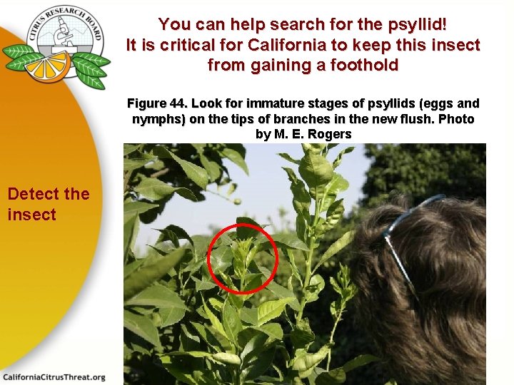 You can help search for the psyllid! It is critical for California to keep
