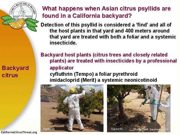 What happens when Asian citrus psyllids are found in a California backyard? Detection of