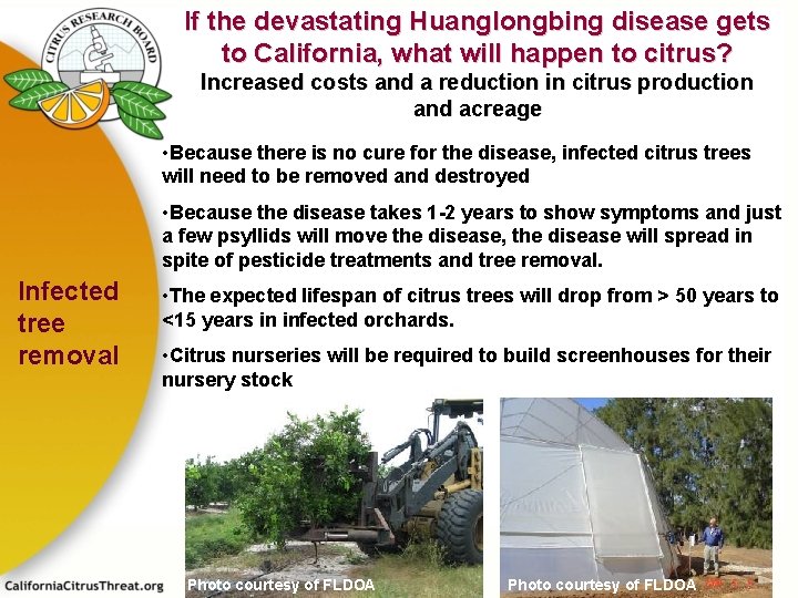 If the devastating Huanglongbing disease gets to California, what will happen to citrus? Increased