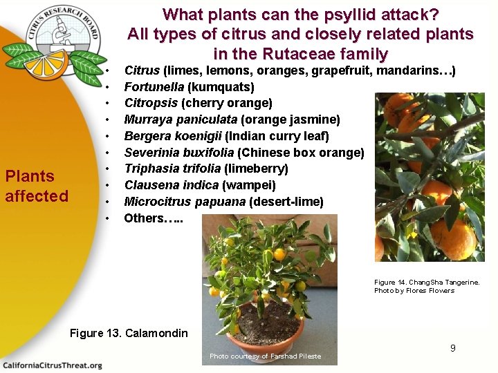 Plants affected • • • What plants can the psyllid attack? All types of