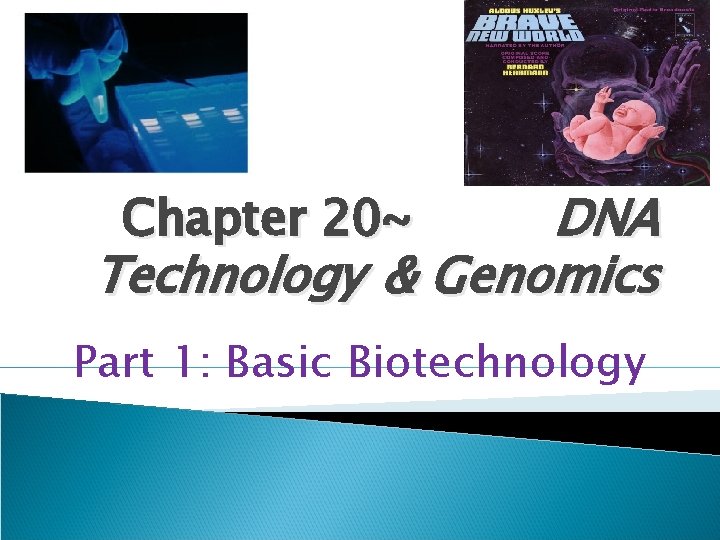 Dna Technology Genomics Chapter 20 Part 1 Basic