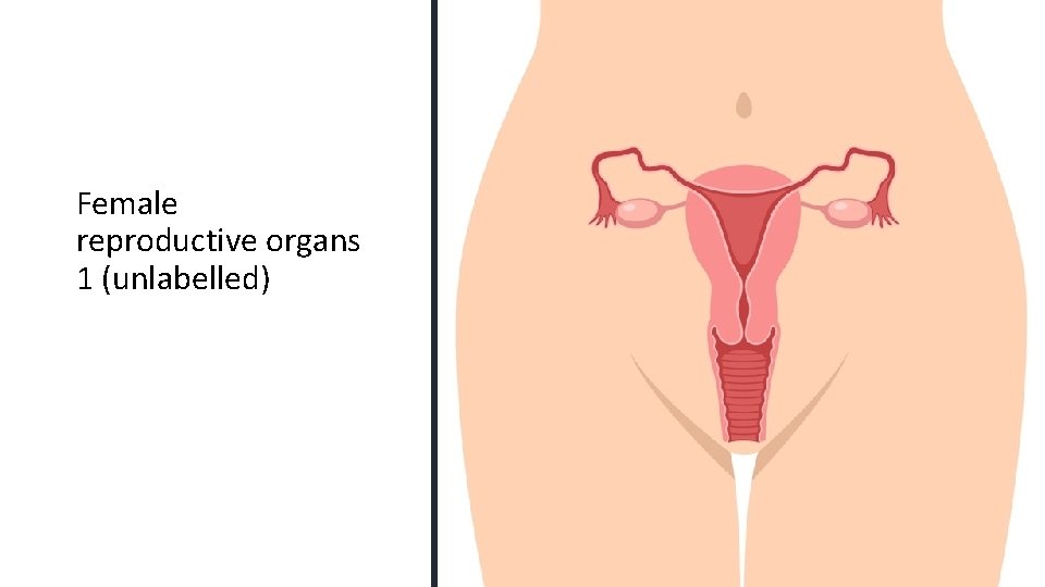 Female reproductive organs 1 (unlabelled) 
