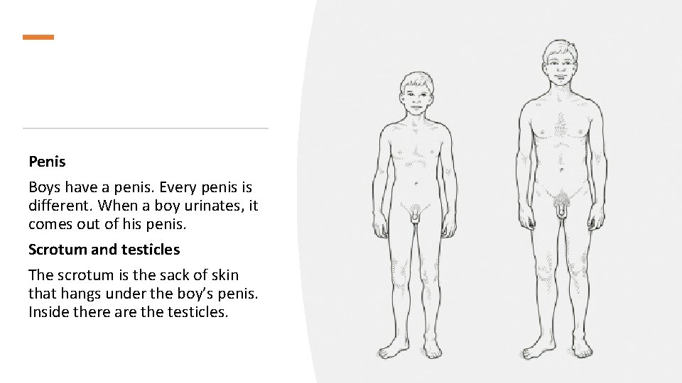 Penis Boys have a penis. Every penis is different. When a boy urinates, it