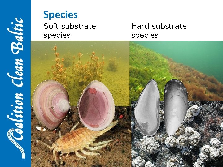 Species Soft substrate species Hard substrate species 16 