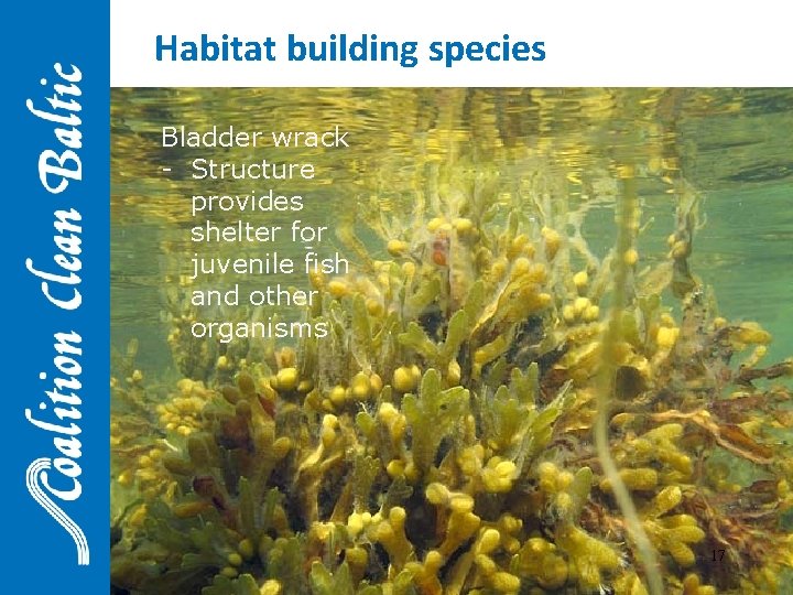 Habitat building species Bladder wrack - Structure provides shelter for juvenile fish and other