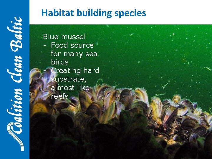 Habitat building species Blue mussel - Food source for many sea birds - Creating