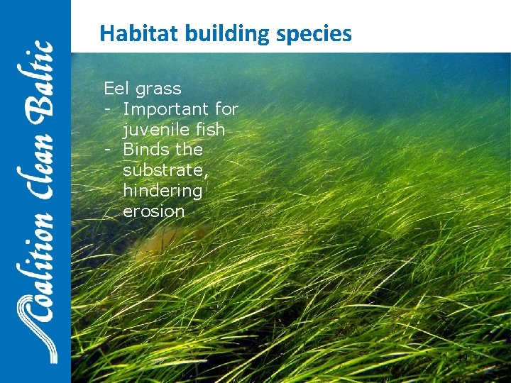 Habitat building species Eel grass - Important for juvenile fish - Binds the substrate,