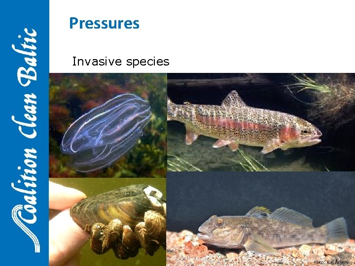 Pressures Invasive species 24 