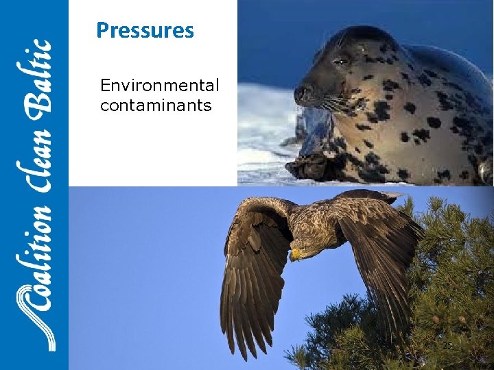 Pressures Environmental contaminants 25 
