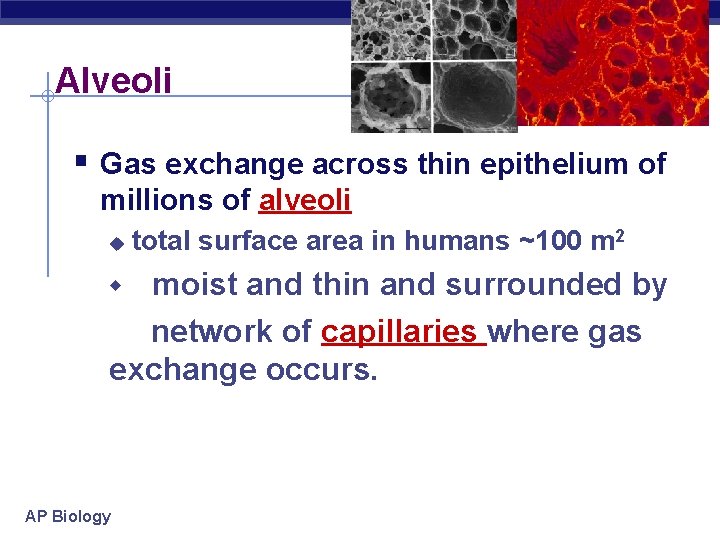 Alveoli § Gas exchange across thin epithelium of millions of alveoli u total surface