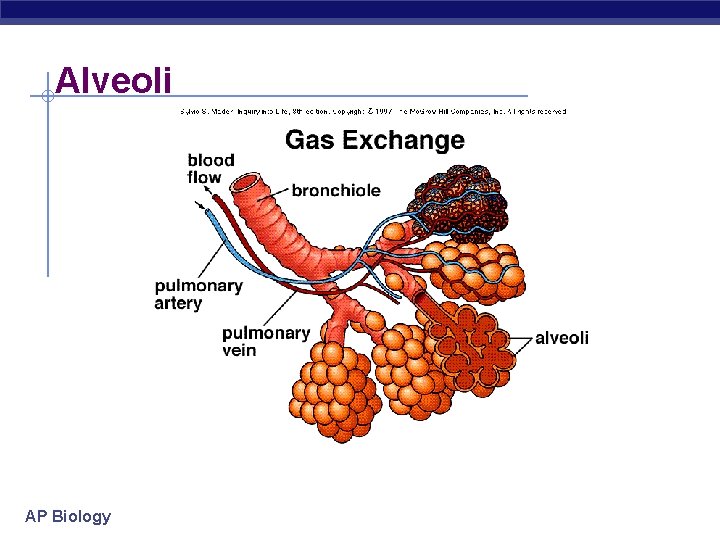 Alveoli AP Biology 