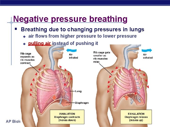 Negative pressure breathing § Breathing due to changing pressures in lungs u air flows