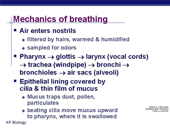 Mechanics of breathing § Air enters nostrils u u filtered by hairs, warmed &