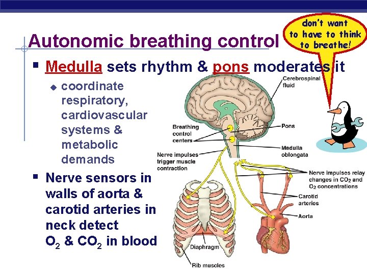 don’t want to have to think to breathe! Autonomic breathing control § Medulla sets