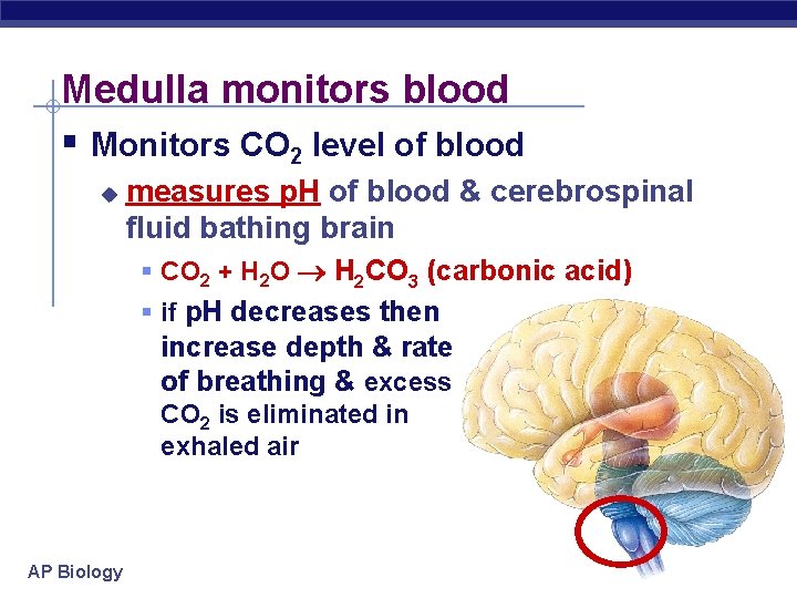 Medulla monitors blood § Monitors CO 2 level of blood u measures p. H