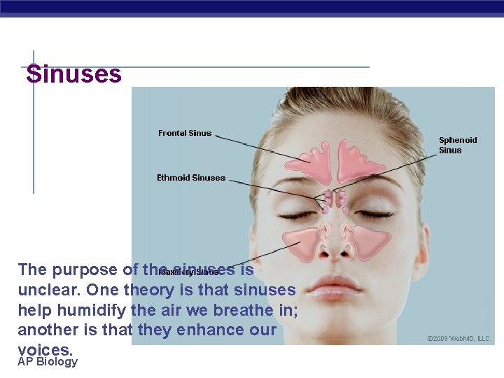 Sinuses The purpose of the sinuses is unclear. One theory is that sinuses help