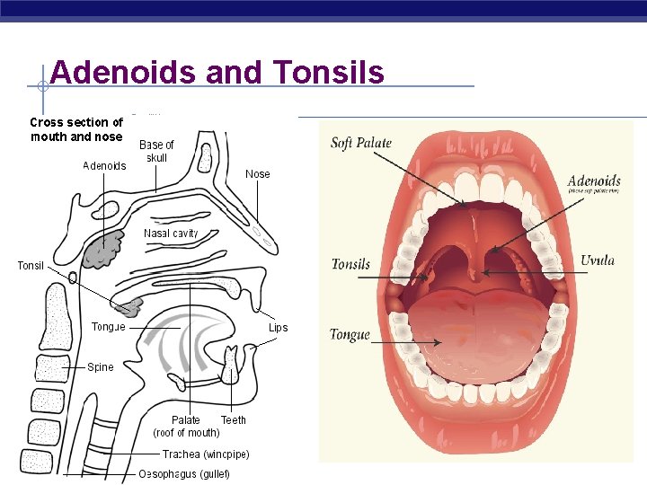 Adenoids and Tonsils Related articles • Tonsillitis • Why Wasn't I Prescribed Antibiotics? •